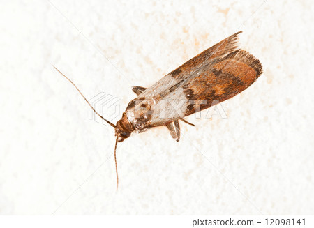 Flour Moth, Pantry Moth (Ephestia kuehniella) Flour Moth, Pantry Moth (Ephestia kuehniella) 12098141