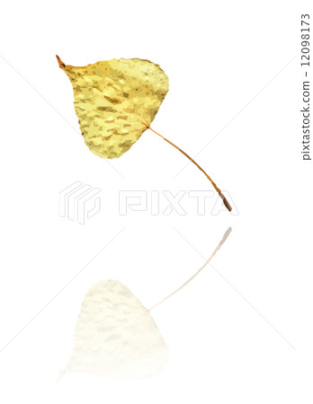 poplar leaf poplar leaf 12098173