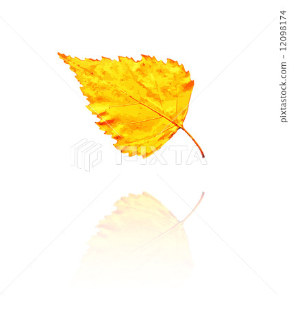 birch leaf 12098174