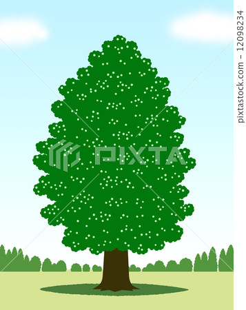 廣場上的一棵大樹 廣場上的一棵大樹 12098234