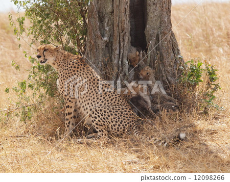 獵豹的父母和孩子 12098266