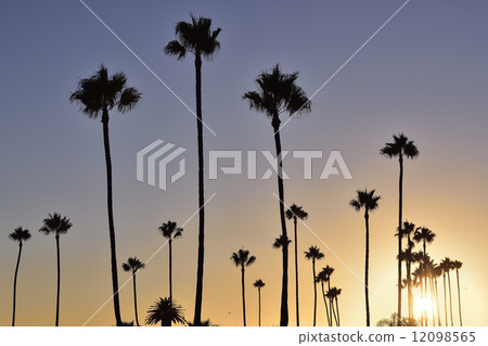 Palm Tree Sunset 12098565