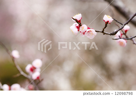 梅花 12098798