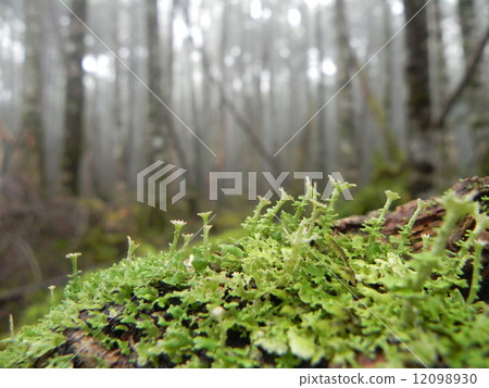 Forest of Kita Yatsugatake 12098930