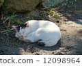 Sleeping cat 12098964