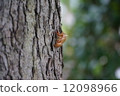 Cicada shell 12098966
