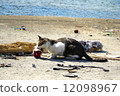 Cat catching fish 12098967