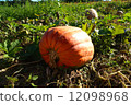 Big pumpkin 12098968