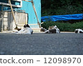 Cat group 12098970