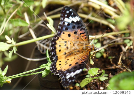 一隻被抓的蝴蝶蝴蝶的女性 一隻被抓的蝴蝶蝴蝶的女性 12099145