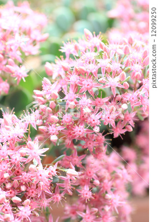 Misebaya · Closeup 12099250