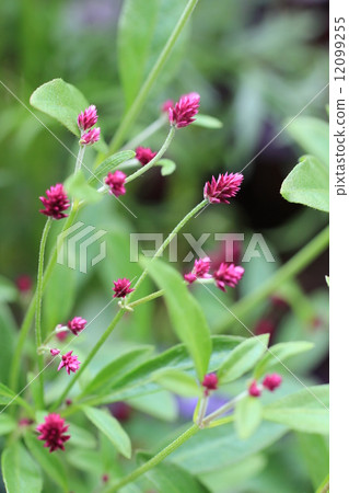 一個千日大的男孩 12099255