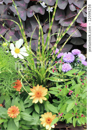 Plumbing in autumn 12099256