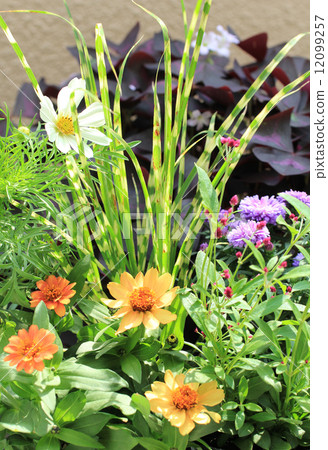 Plumbing in autumn 12099257