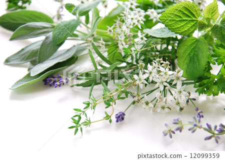 Herbs Herbs 12099359