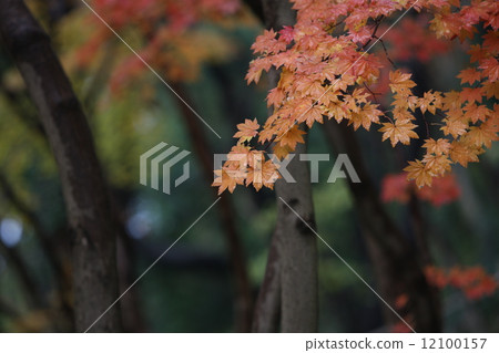 植物花 12100157