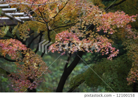 植物花 12100158