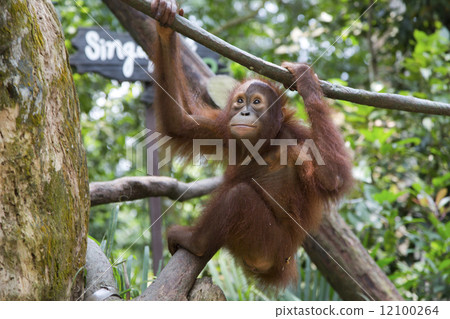 Chimpanzee across the rope Chimpanzee across the rope 12100264