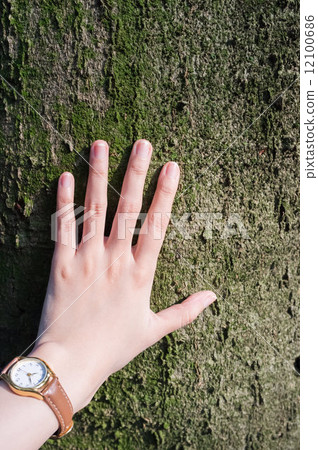 Woman hand touching tree lovingly Woman hand touching tree lovingly 12100686
