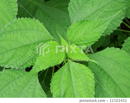 綠草 綠草 12101431