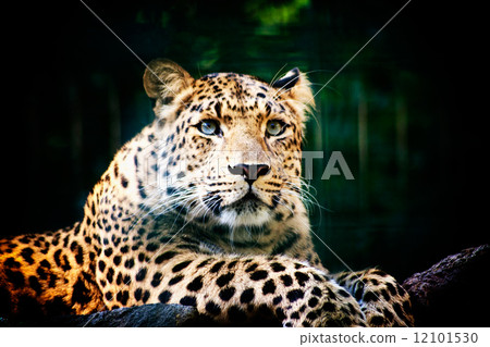Leopard 12101530