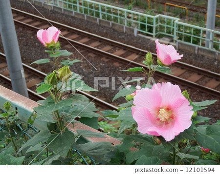 Drunk Furong blooming over the track Drunk Furong blooming over the track 12101594