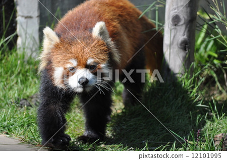 走路補救熊貓 12101995