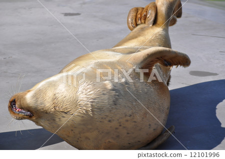 Ebisori mackerel 12101996