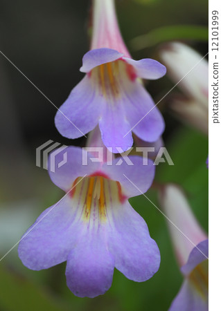 Flower of Goetneria Flower of Goetneria 12101999
