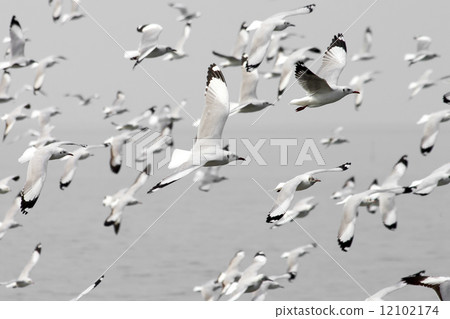 group of seagull group of seagull 12102174