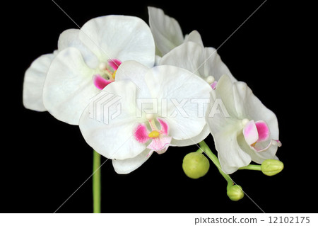 orchid flower 12102175