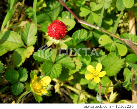 snake strawberry snake strawberry 12102226