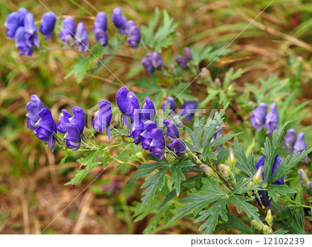 附子 附子 12102239