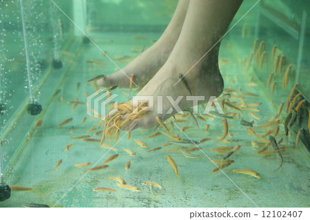 Fish Spa Skin Therapy Fish Spa Skin Therapy 12102407