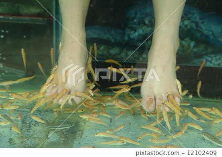 Fish Spa Skin Therapy Fish Spa Skin Therapy 12102409