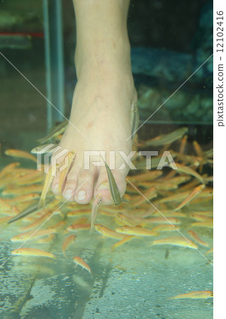 Fish Spa Skin Therapy 12102416