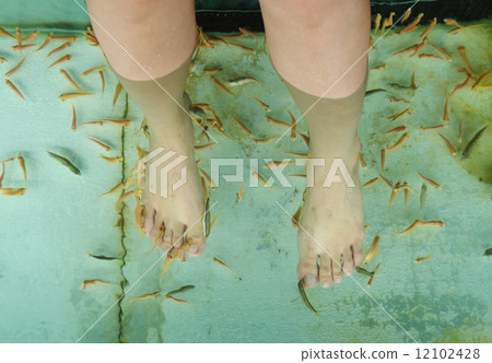 Fish Spa Skin Therapy 12102428