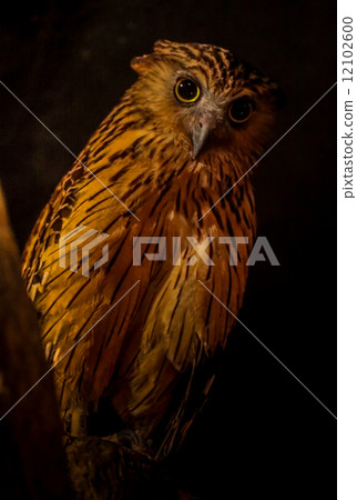 Owl - 8 Owl - 8 12102600