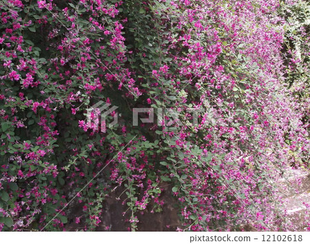 Bush clover 12102618