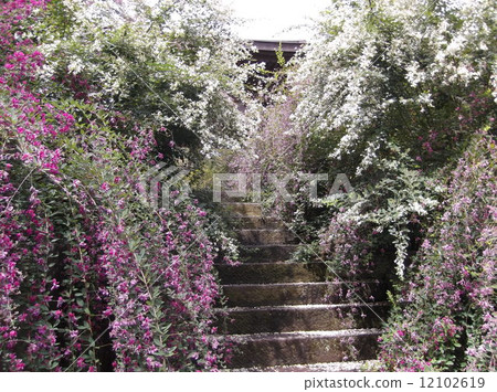 布什三葉草 12102619