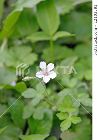 Flowers and leaves of Gengino shoko 12103393