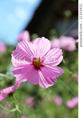 Cosmos Cosmos 12103452