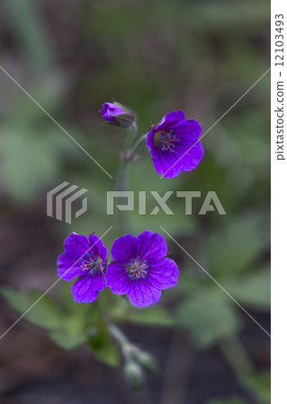 Flowers 12103493