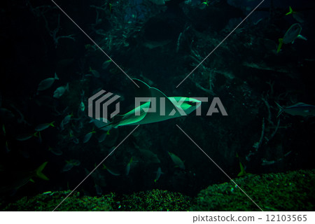 Javanese Cownose Ray - 72 Javanese Cownose Ray - 72 12103565