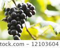 葡萄 12103604