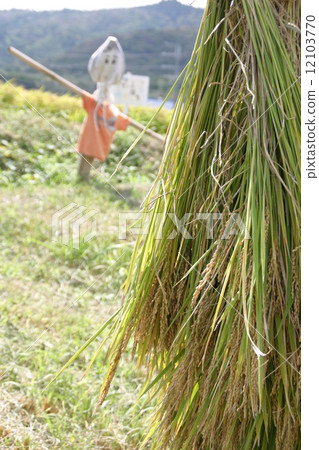 Rice Cutting and Scarecrowing 12103770