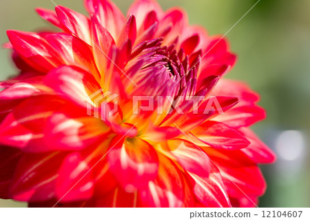 Dahlia closeup varieties (Apple Mango) 12104607