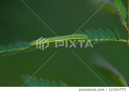 Larva of Zuma Ginkgo Larva of Zuma Ginkgo 12104775
