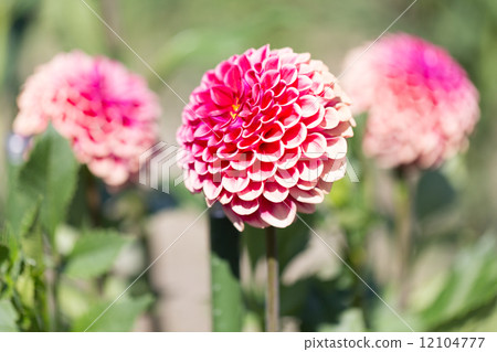 Dahlias variety (Asahi Temari) 12104777