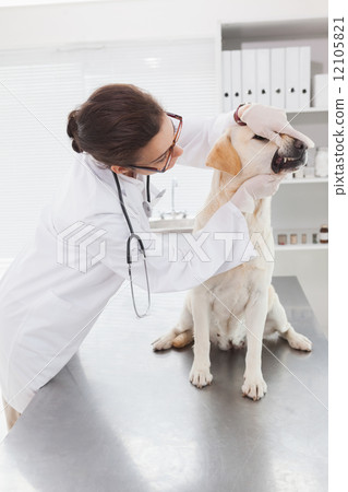 Veterinarian examining teeth of a cute dog 12105821